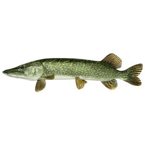 Brochet