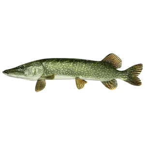 Brochet
