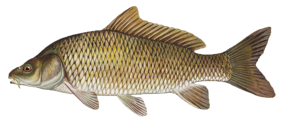 Poisson_Carpe