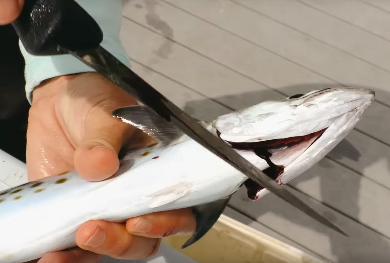 Outil à Pointe Pour Anguille En Acier Inoxydable - Style Japonais Pour Pêche Et Préparation Du Poisson